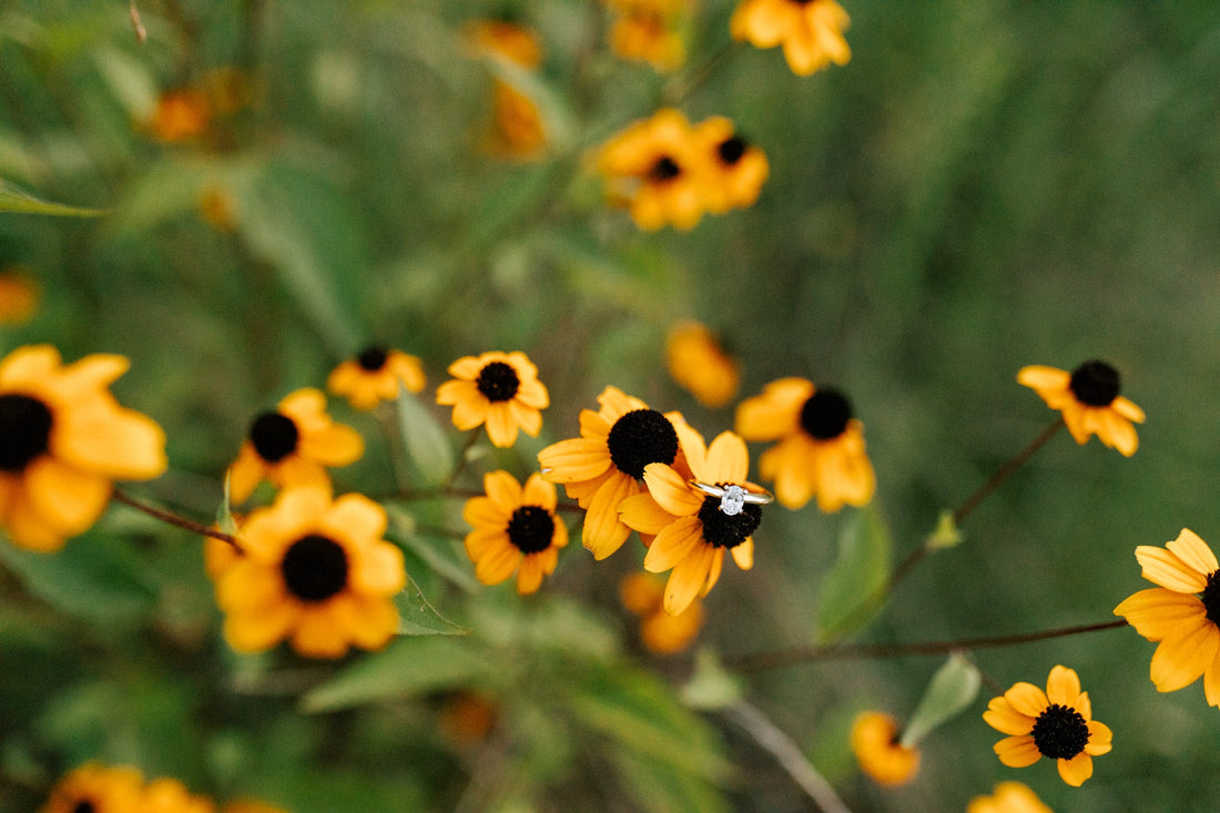 Black-Eyed Susan Cover Image